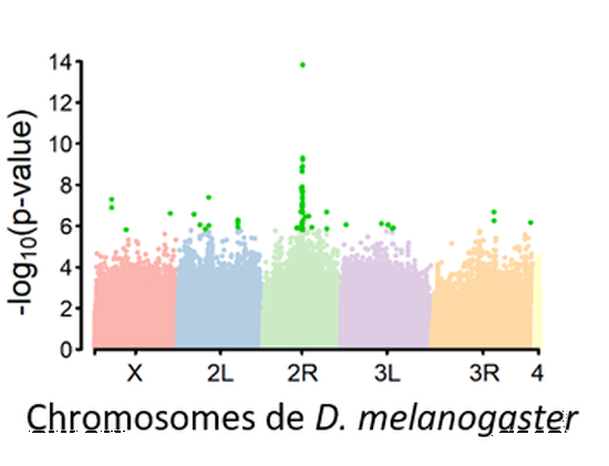 Genetic basis of quantitative traits