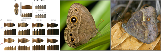 Phenotypic plasicity as generator of phenotypic variation