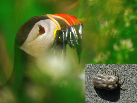 Lyme disease in seabirds