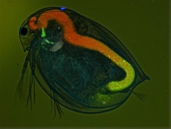 Mechanism host-parasite coevolution