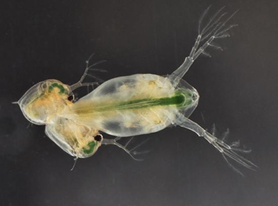 Sexual selection in parthenogenetic species
